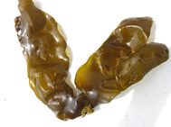 Stipeless kelp (Saccharina sessilis)