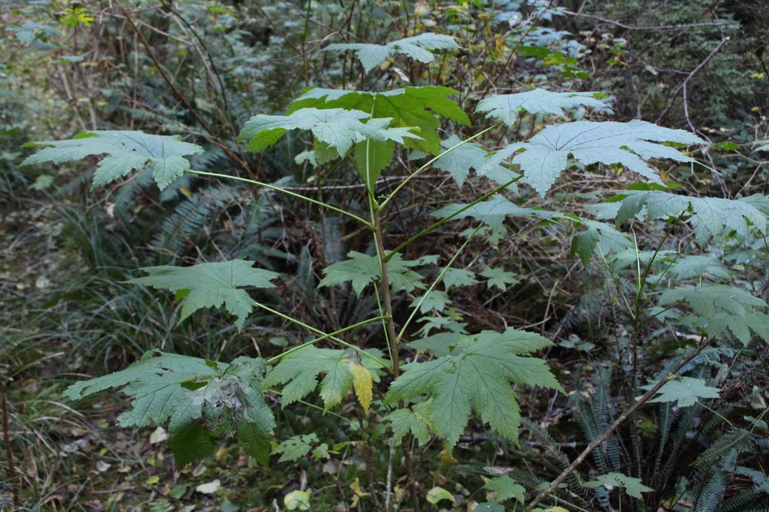 Stink currant (Ribes bracteosum)