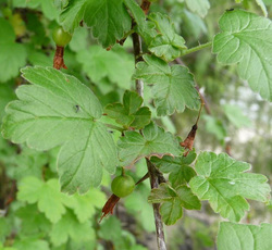 Wild gooseberry (Ribes divaricatum)