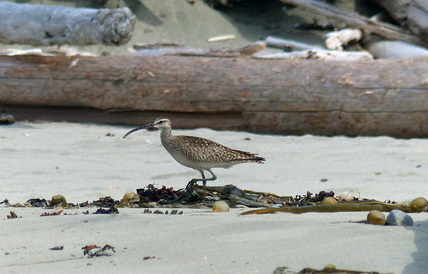 Whimbrel (Numenius  phaeopus)