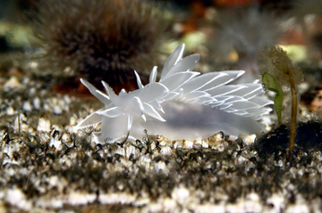 White-lined dirona (Dirona albolineata)