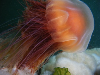 Lion's mane jellyfish (Cyanea capillata)