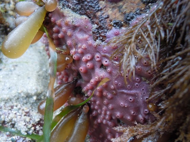 Purple encrusting sponge (Haliclona permollis)