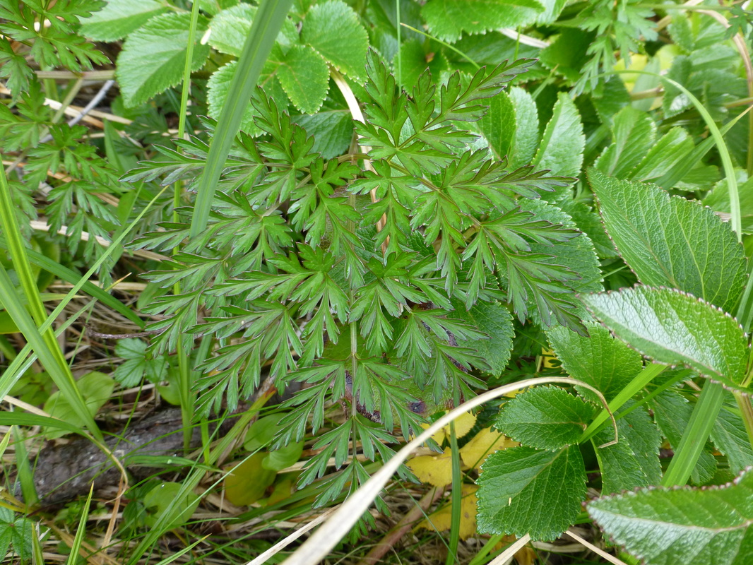 Pacific hemlock parsley, Conioselinum Gmelinii