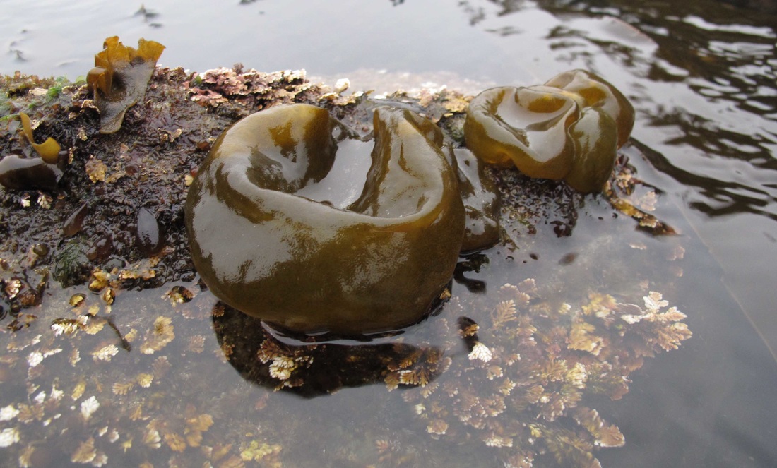 Bulb seaweed (Colpomenia peregrina)
