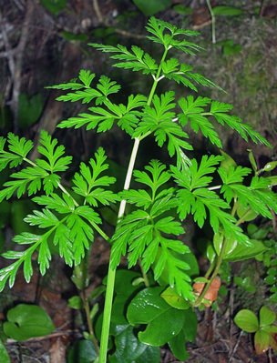 Pacific hemlock parsley, Conioselinum Gmelinii