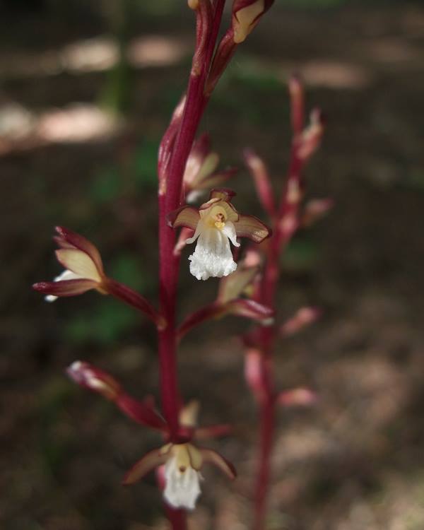 Western coralroot (Corallorhiza mertensiana)
