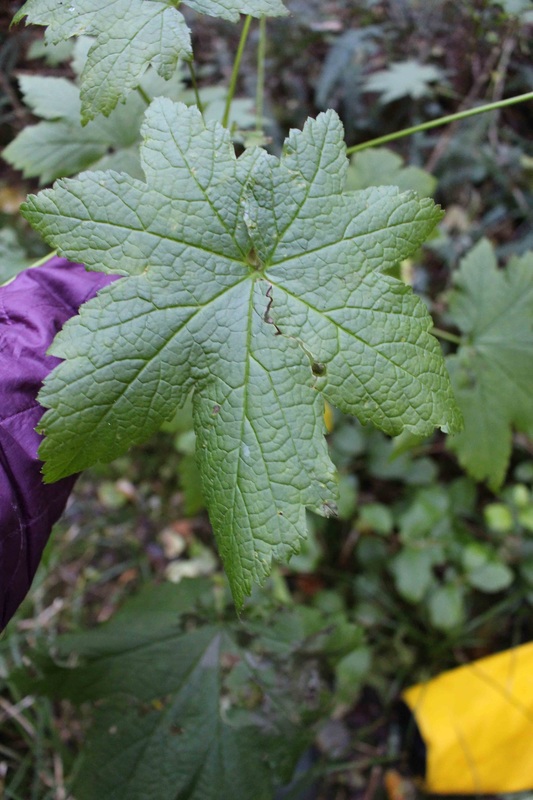 Stink currant (Ribes bracteosum)