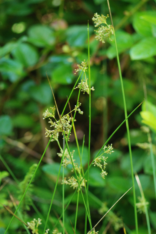 Common rush (Juncus effusus)