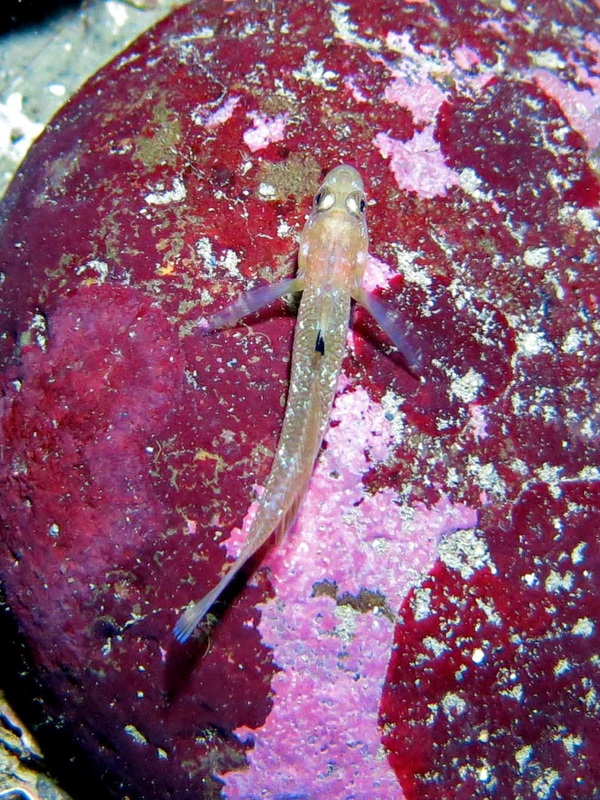 Blackeye goby (Rhinogobiops nicholsii)