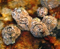 Acorn barnacle (Balanus glandula)