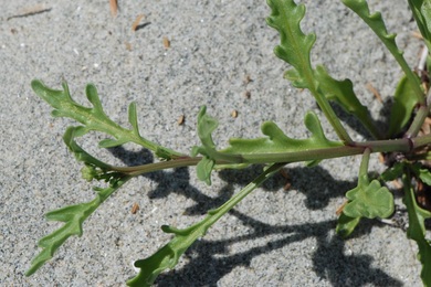European searocket (Cakile maritima)
