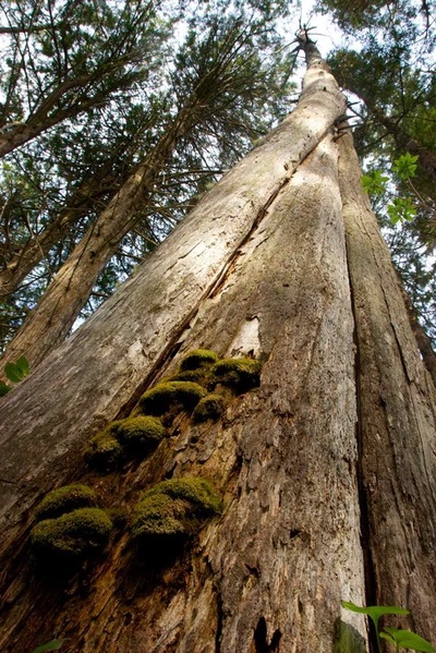 Western redcedar (Thuja plicata)