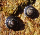 Black turban (Tegula funebralis)