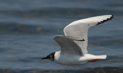 Bonaparte's gull (Chroicocephalus philadelphia)
