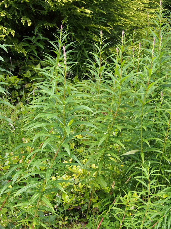 Fireweed (Epilobium angustifolium)