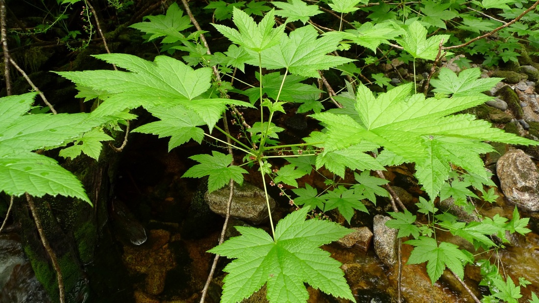 Stink currant (Ribes bracteosum)