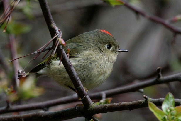 Ruby-crowned kinglet (Regulus calendula)