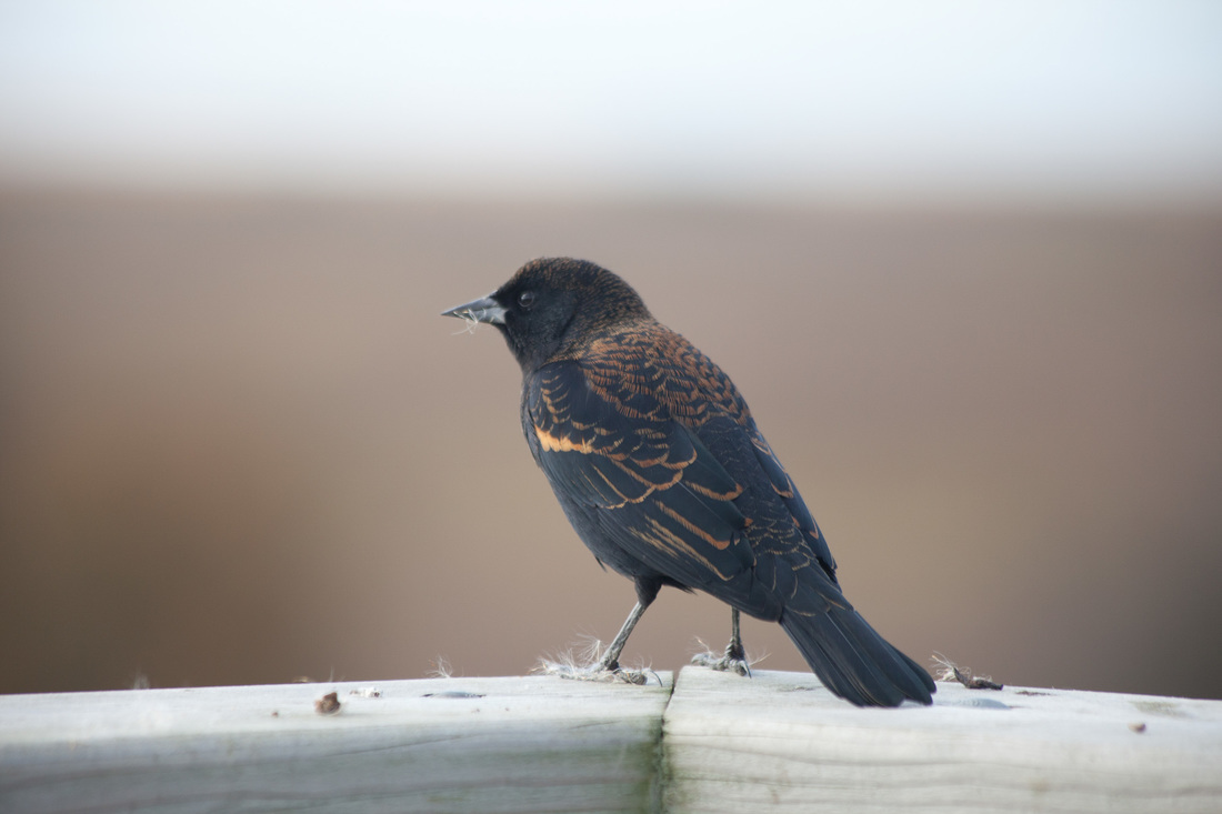 Red-winged blackbird (Agelaius phoeniceus)