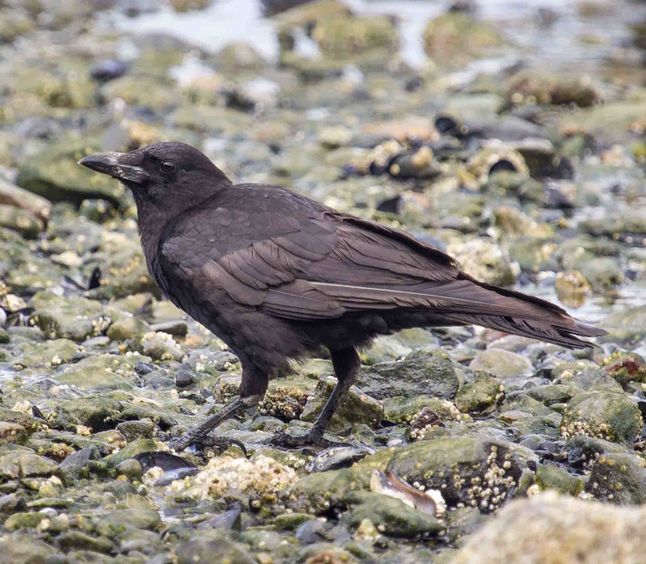 Northwestern crow (Corvus caurinus)