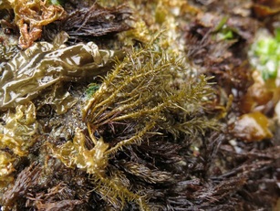 Fir needle (Analipus japonicus)