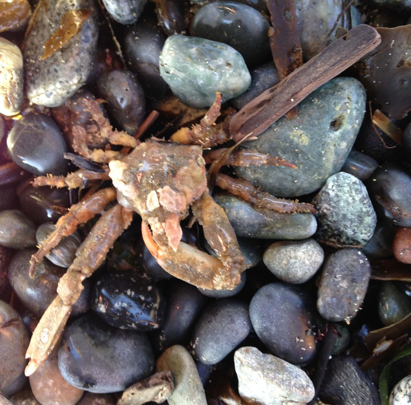 Sharp-nosed crab (Scyra acutifrons)