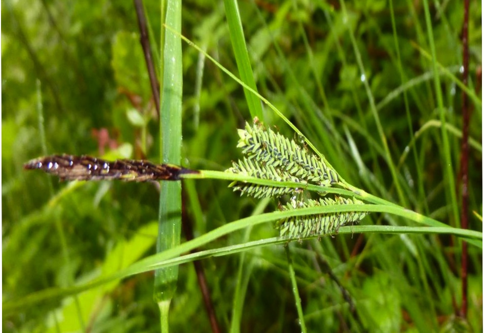 Kellogg's sedge (Carex kellogii)