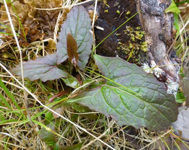 Western rattlesnake-root (Prenanthes alata)