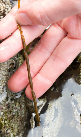 Soda straws (Scytosiphon lomentaria)