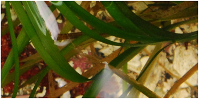 Scouler's surfgrass (Phyllospadix scouleri)