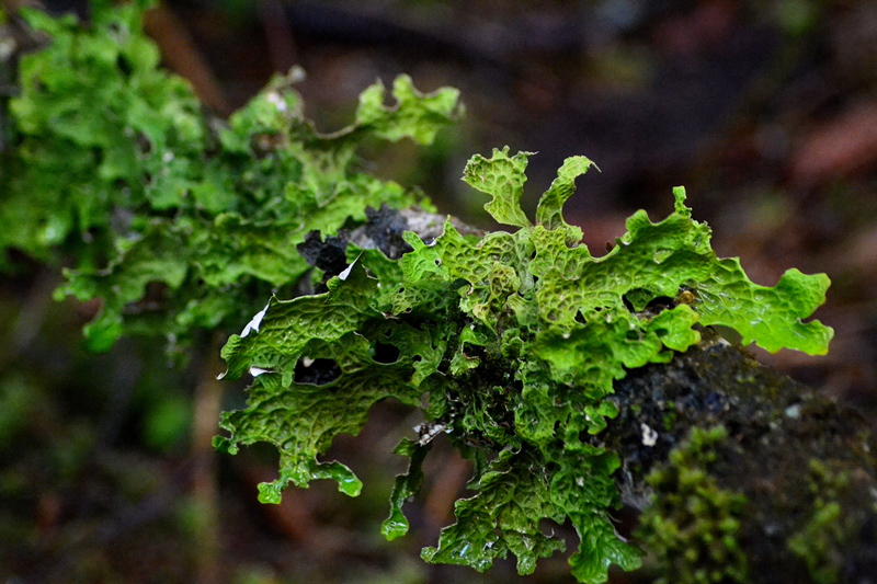 PictureLungwort (Lobaria pulmonaria)