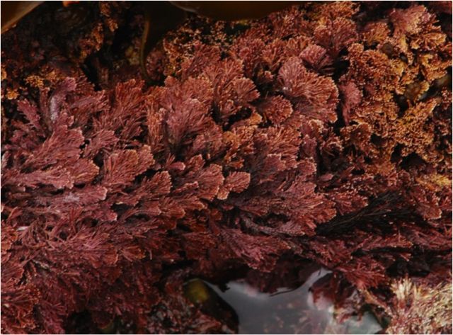 Graceful coral seaweed (Corallina vancouverensis)