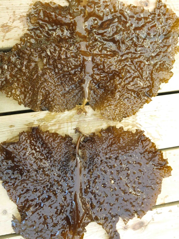 Sieve kelp, sea colander kelp (Agarum clathratum)