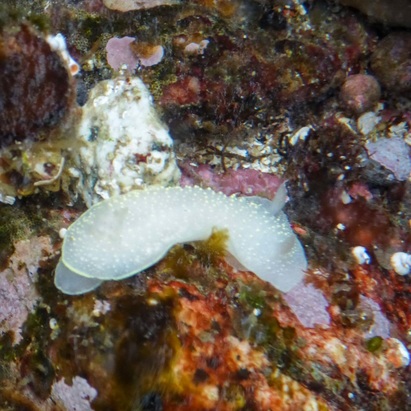 Yellow-rimmed nudibranch (Cadlina luteomarginata)
