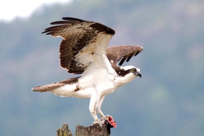Osprey (Pandion haliaetus)