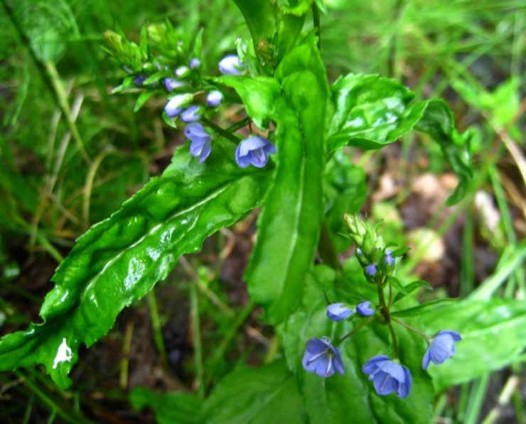 American brooklime (Veronica beccabunga ssp. americana)