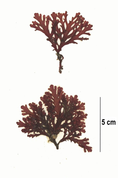 Sea laurel (Osmundea spectabilis)