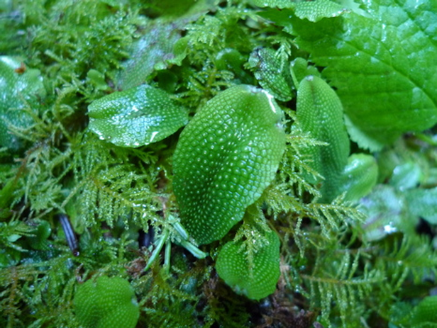 Snake liverwort, conocephalum conicum