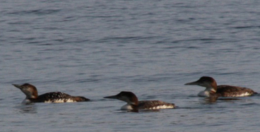 Common loon  (Gavia immer)