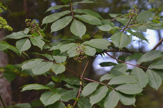 Red elderberry (Sambucus racemosa ssp. pubens var. arborescens)