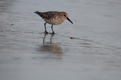 Western sandpiper (Calidris mauri)