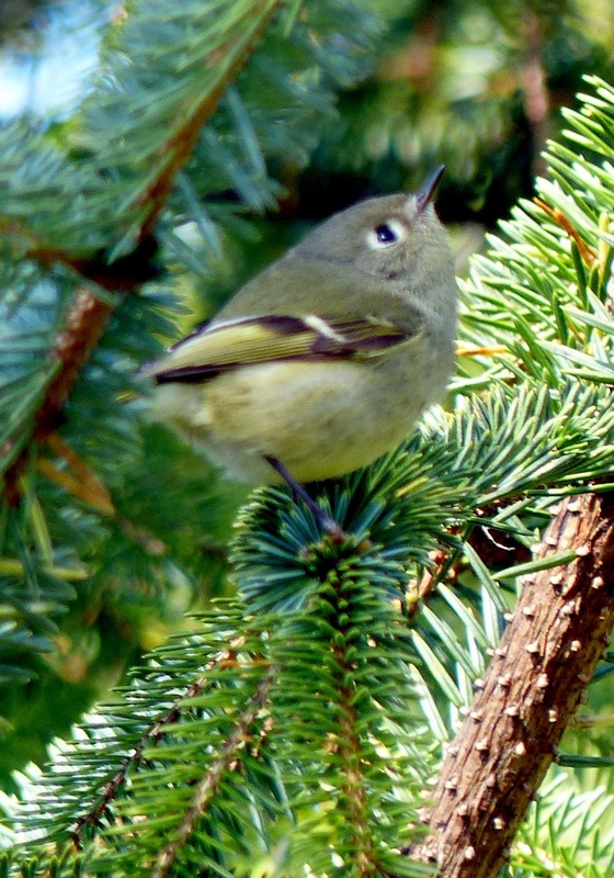 Ruby-crowned kinglet (Regulus calendula)