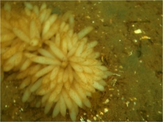 Opalescent squid (Doryteuthis opalescens)