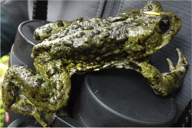 Western toad (Anaxyrus boreas)