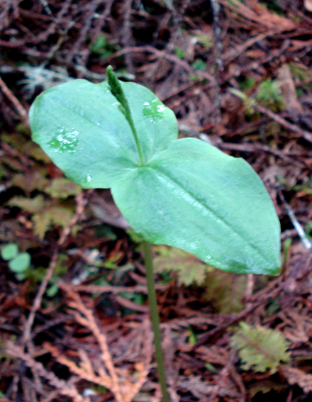Northwestern twayblade (Listera caurina)