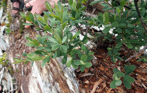 Sweet gale (Myrica gale)