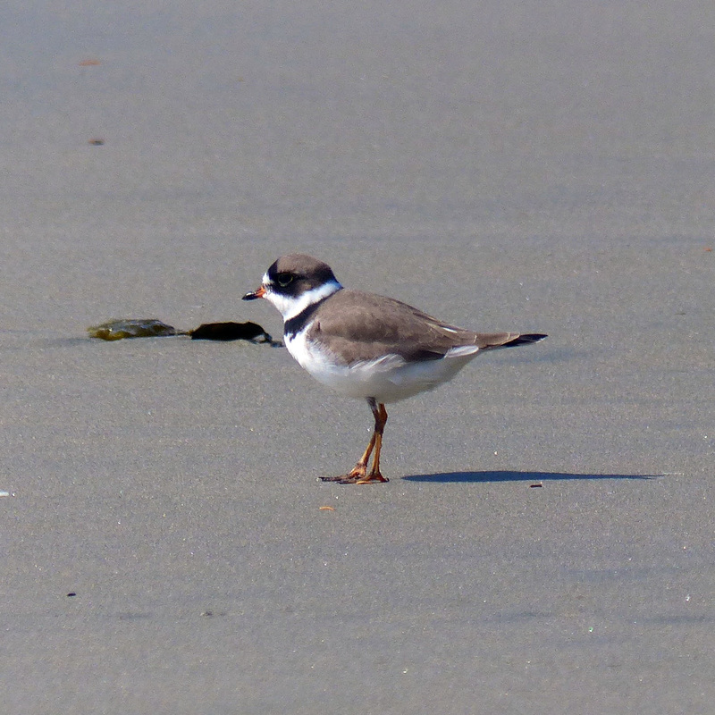 Semipalmated plover (Charadrius semipalmatus)