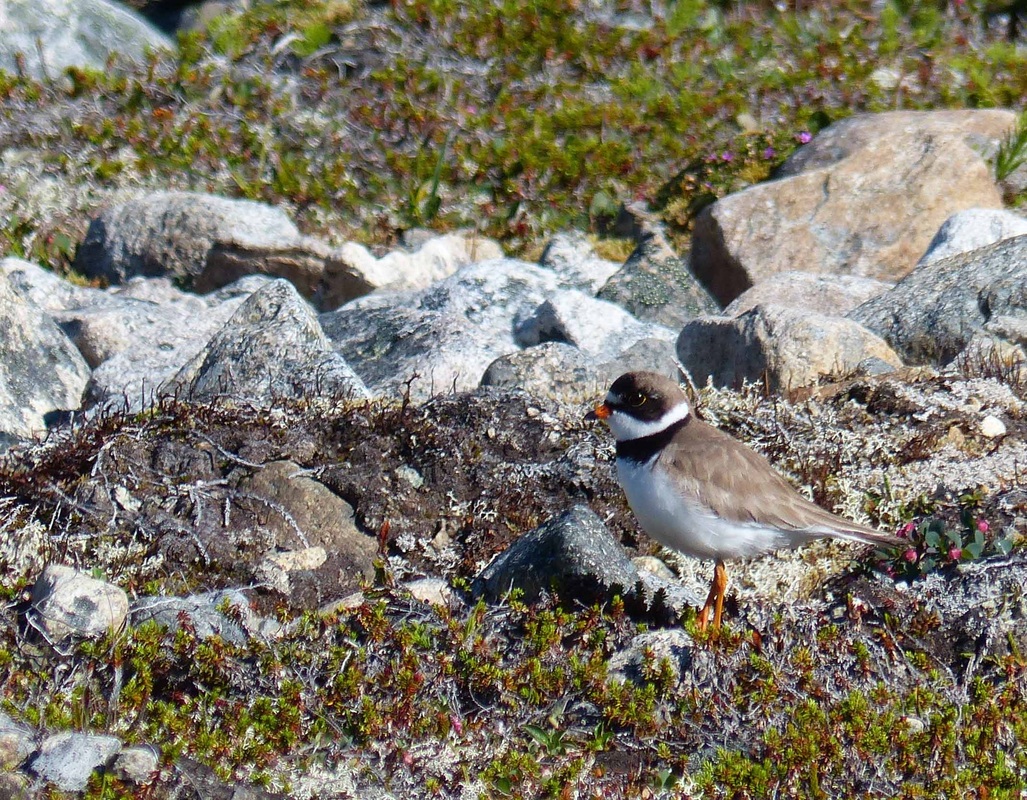 Semipalmated plover (Charadrius semipalmatus)