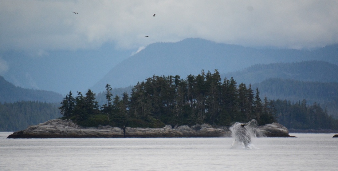 Humpback whale (Megaptera novaeangliae)