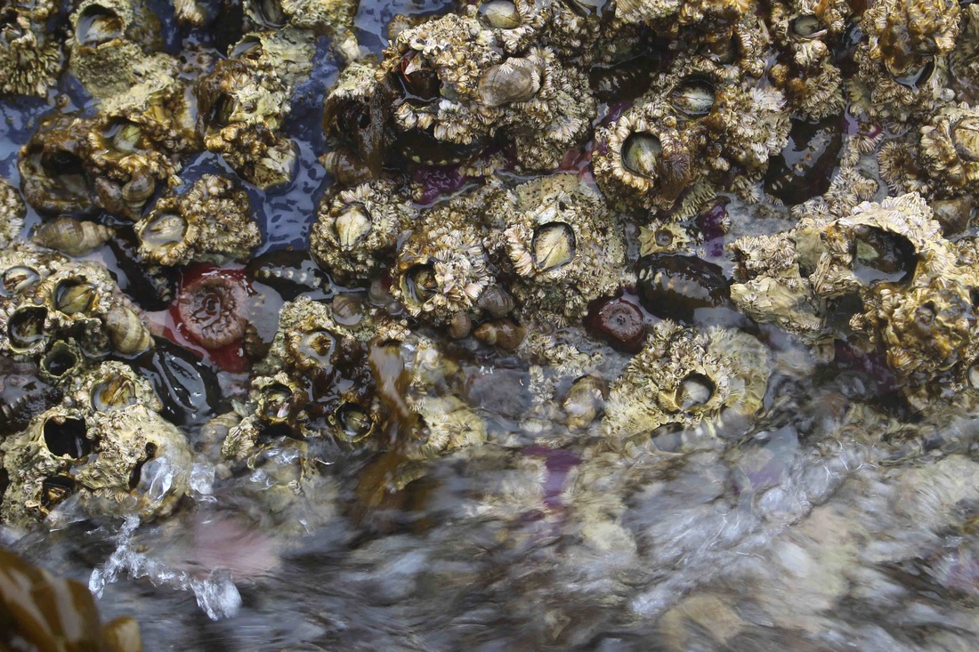 Black katy chiton (Katharina tunicata)